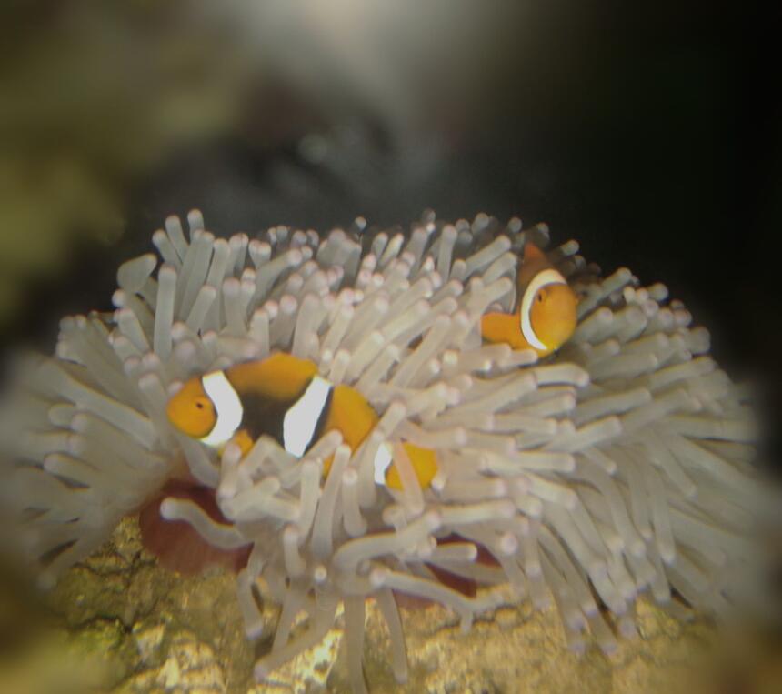 Rated #2: Saltwater Fish Stocking In 53 Gallons Tank - The finding nemo Rated #2: Saltwater Fish Stocking In 53 Gallons Tank - The finding nemo