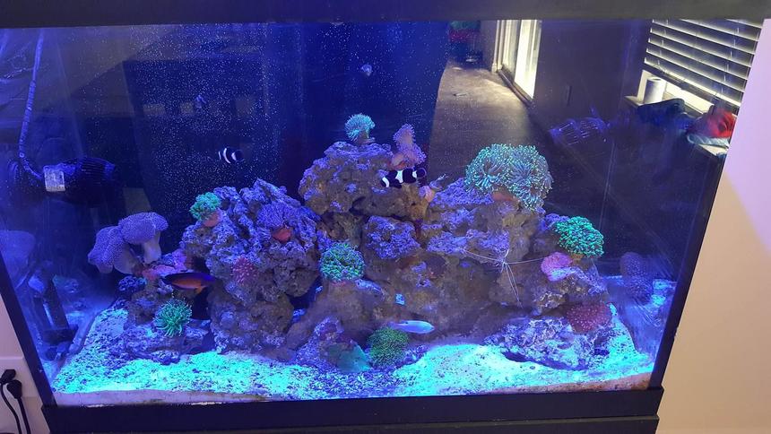 Rated #3: Saltwater Fish Stocking In 65 Gallons Tank - Ocean in my Home Rated #3: Saltwater Fish Stocking In 65 Gallons Tank - Ocean in my Home