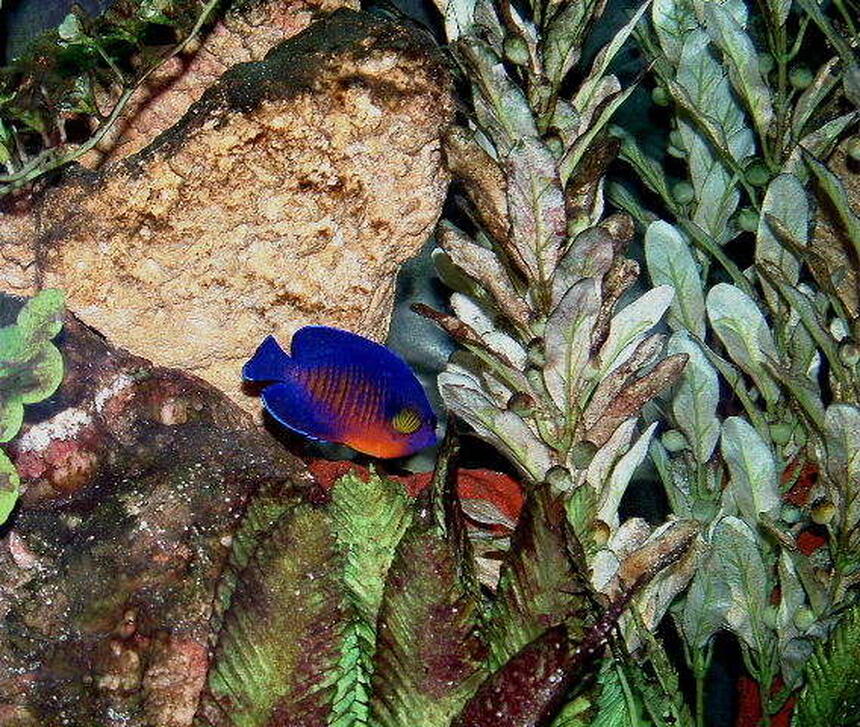 Rated #30: Saltwater Fish - Centropyge Bispinosa - Coral Beauty Angelfish Stocking In 55 Gallons Tank - Coral Beauty Dwarf Anglefish Rated #30: Saltwater Fish - Centropyge Bispinosa - Coral Beauty Angelfish Stocking In 55 Gallons Tank - Coral Beauty Dwarf Anglefish