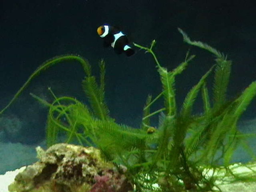 Rated #52: Saltwater Fish - Amphiprion Ocellaris Var. - Black And White Ocellaris Clownfish Stocking In 5 Gallons Tank - Black Ocellaris Clown, yet to turn completely black!