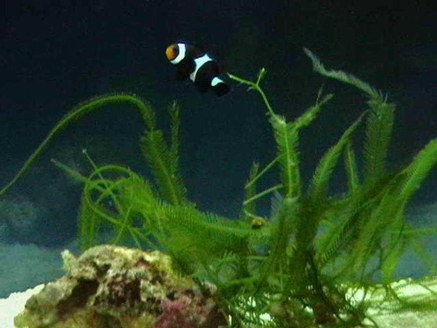 Rated #52: Saltwater Fish - Amphiprion Ocellaris Var. - Black And White Ocellaris Clownfish Stocking In 5 Gallons Tank - Black Ocellaris Clown, yet to turn completely black! Rated #52: Saltwater Fish - Amphiprion Ocellaris Var. - Black And White Ocellaris Clownfish Stocking In 5 Gallons Tank - Black Ocellaris Clown, yet to turn completely black!