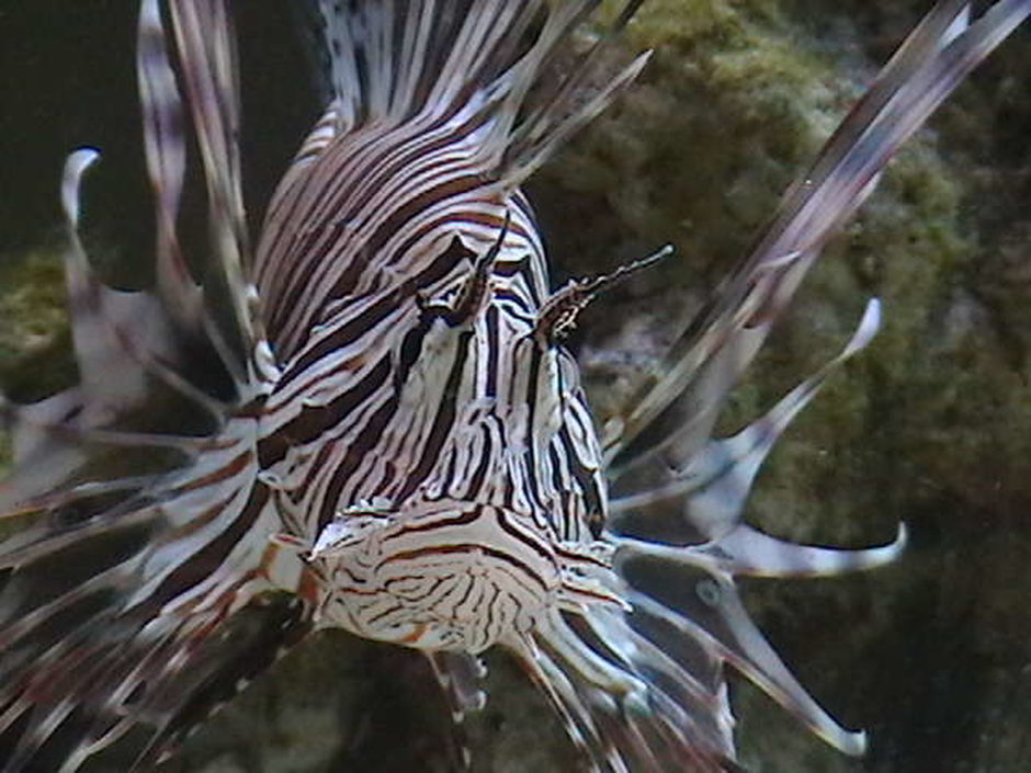 Volitan Lionfish (pterois volitans) Photo Picture ID 9306 Volitan Lionfish (pterois volitans) Photo Picture ID 9306