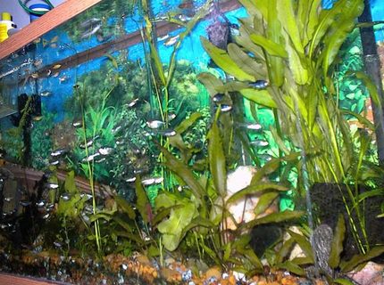 freshwater fish tank (mostly fish and non-living decorations) - Hobbies: Stuff, websites, HTML, JAVA, LAN,Powers of the mind, Lost knowledge, more stuff, and then some other stuff, i wish i could tell ya but then id have to kill ya! freshwater fish tank (mostly fish and non-living decorations) - Hobbies: Stuff, websites, HTML, JAVA, LAN,Powers of the mind, Lost knowledge, more stuff, and then some other stuff, i wish i could tell ya but then id have to kill ya!
