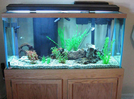 90 gallons freshwater fish tank (mostly fish and non-living decorations) - Front View of my 90 gallon barb tank. 90 gallons freshwater fish tank (mostly fish and non-living decorations) - Front View of my 90 gallon barb tank.