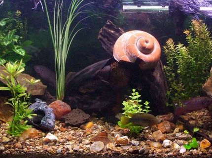 90 gallons freshwater fish tank (mostly fish and non-living decorations) - my cichlid community tank with a variety of cichlids including 2 rainbow chichlid's, 4 bristle nose pleco's, 1 pictus catfish, 3 khuli loaches, 1 convict, 1 firemouth, 1 flameback, 3 bolivian butterfly's, 2 red forest jewel's, 1 electric yellow,
1 princess, 2 angel's, 1 sertivum, 2 blood peacocks(not sure about the name), 2 kribensis, 90 gallons freshwater fish tank (mostly fish and non-living decorations) - my cichlid community tank with a variety of cichlids including 2 rainbow chichlid's, 4 bristle nose pleco's, 1 pictus catfish, 3 khuli loaches, 1 convict, 1 firemouth, 1 flameback, 3 bolivian butterfly's, 2 red forest jewel's, 1 electric yellow,
1 princess, 2 angel's, 1 sertivum, 2 blood peacocks(not sure about the name), 2 kribensis,
