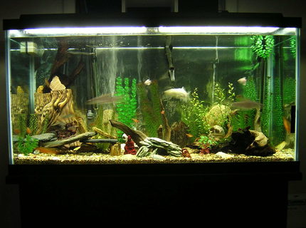 90 gallons freshwater fish tank (mostly fish and non-living decorations) - 90 gallon fresh water tank. 90 gallons freshwater fish tank (mostly fish and non-living decorations) - 90 gallon fresh water tank.