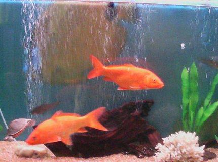 105 gallons freshwater fish tank (mostly fish and non-living decorations) - 105 gallons of refreshment 105 gallons freshwater fish tank (mostly fish and non-living decorations) - 105 gallons of refreshment