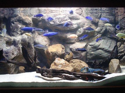 Rated #9: Freshwater Fish Tank - Tank is 5"x2"x2" with an ocean sand substrate along with natural rocks and drift wood. It has a custom made latex rock background and is lit up using a large Halide light and an coral marine blue tube. Heating is supplies by the Jager heater and the water is kept crystal clear with the large Wet Dry filter. Rated #9: Freshwater Fish Tank - Tank is 5"x2"x2" with an ocean sand substrate along with natural rocks and drift wood. It has a custom made latex rock background and is lit up using a large Halide light and an coral marine blue tube. Heating is supplies by the Jager heater and the water is kept crystal clear with the large Wet Dry filter.