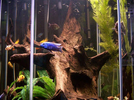 Rated #5: 60 Gallons Freshwater Fish Tank - I tried to keep the tank as natural looking as possible. It is really hard to take a good picture of a hexagon tank. Rated #5: 60 Gallons Freshwater Fish Tank - I tried to keep the tank as natural looking as possible. It is really hard to take a good picture of a hexagon tank.