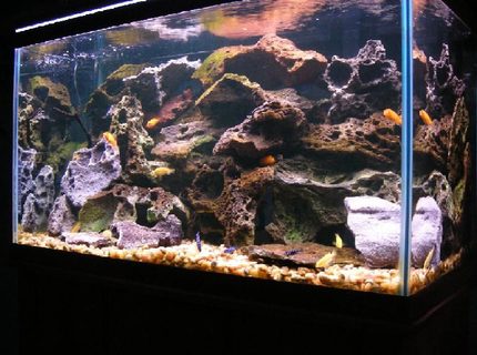 Rated #94: 58 Gallons Freshwater Fish Tank - My 58 gallon Malawi cichlid tank Rated #94: 58 Gallons Freshwater Fish Tank - My 58 gallon Malawi cichlid tank