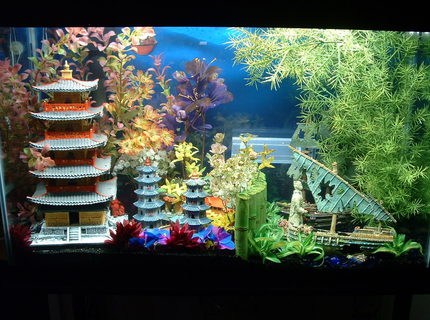 7 gallons freshwater fish tank (mostly fish and non-living decorations) - my 29 gal. tank 7 gallons freshwater fish tank (mostly fish and non-living decorations) - my 29 gal. tank