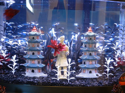 7 gallons freshwater fish tank (mostly fish and non-living decorations) - my bettas one man (fish) studio apt. (7gal) 7 gallons freshwater fish tank (mostly fish and non-living decorations) - my bettas one man (fish) studio apt. (7gal)