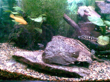 45 gallons freshwater fish tank (mostly fish and non-living decorations) - Our very happy and productive transcriptus and babies and parents with a whole lot more to come as under the rocks are eggs. 45 gallons freshwater fish tank (mostly fish and non-living decorations) - Our very happy and productive transcriptus and babies and parents with a whole lot more to come as under the rocks are eggs.