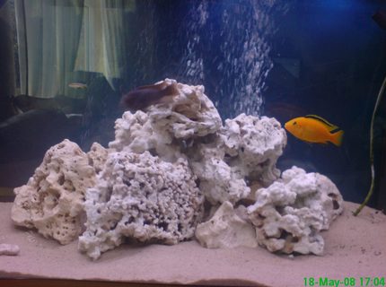 280 gallons freshwater fish tank (mostly fish and non-living decorations) - chiclid tank 280 gallons freshwater fish tank (mostly fish and non-living decorations) - chiclid tank