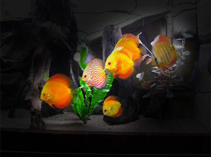 127 gallons freshwater fish tank (mostly fish and non-living decorations) - Discus 127 gallons freshwater fish tank (mostly fish and non-living decorations) - Discus
