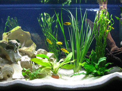 Rated #7: 40 Gallons Freshwater Fish Tank - Front on! Rated #7: 40 Gallons Freshwater Fish Tank - Front on!