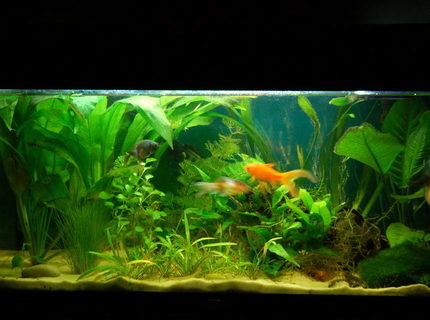 11 gallons freshwater fish tank (mostly fish and non-living decorations) - My 54l Juwel Rekord 60 11 gallons freshwater fish tank (mostly fish and non-living decorations) - My 54l Juwel Rekord 60