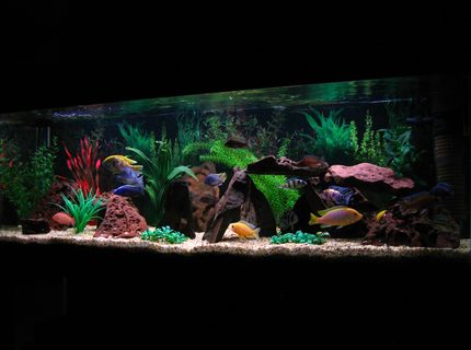 Rated #4: 75 Gallons Freshwater Fish Tank - My 5ft African Cichlid tank. Rated #4: 75 Gallons Freshwater Fish Tank - My 5ft African Cichlid tank.