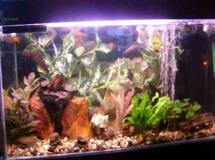 18 gallons freshwater fish tank (mostly fish and non-living decorations) - my fish tank please tell me what u think that i can do to better it . many thanks 18 gallons freshwater fish tank (mostly fish and non-living decorations) - my fish tank please tell me what u think that i can do to better it . many thanks