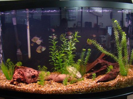 45 gallons freshwater fish tank (mostly fish and non-living decorations) - updated picture of the 46 gal tank. Took a couple decorations out as going to try to limit the transfer to the 125 as easy as possible, ever since trying the sand in the 125 ill never go back, i find the larger gravel like this makes the tank look yellow. not my favorite. Easy to clean tho. This tanks shut down now as the 125 is done and Its going to start up again saltwater style! 45 gallons freshwater fish tank (mostly fish and non-living decorations) - updated picture of the 46 gal tank. Took a couple decorations out as going to try to limit the transfer to the 125 as easy as possible, ever since trying the sand in the 125 ill never go back, i find the larger gravel like this makes the tank look yellow. not my favorite. Easy to clean tho. This tanks shut down now as the 125 is done and Its going to start up again saltwater style!