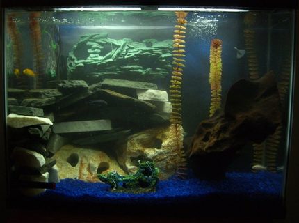 45 gallons freshwater fish tank (mostly fish and non-living decorations) - 45g mbuna tank 45 gallons freshwater fish tank (mostly fish and non-living decorations) - 45g mbuna tank