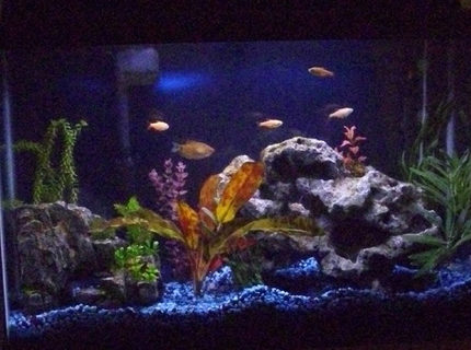 45 gallons freshwater fish tank (mostly fish and non-living decorations) - First posted pic 45 gallons freshwater fish tank (mostly fish and non-living decorations) - First posted pic
