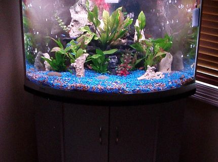45 gallons freshwater fish tank (mostly fish and non-living decorations) - Aqua One, UFO 700 170liter tank. Not even close to being finished yet! 45 gallons freshwater fish tank (mostly fish and non-living decorations) - Aqua One, UFO 700 170liter tank. Not even close to being finished yet!