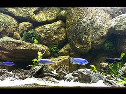 Rated #2: 160 Gallons Freshwater Fish Tank - My Mbuna tank Rated #2: 160 Gallons Freshwater Fish Tank - My Mbuna tank