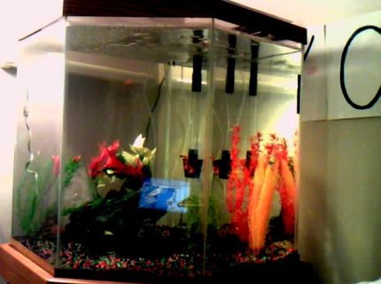 45 gallons freshwater fish tank (mostly fish and non-living decorations) - Our first tank 45 gallons freshwater fish tank (mostly fish and non-living decorations) - Our first tank