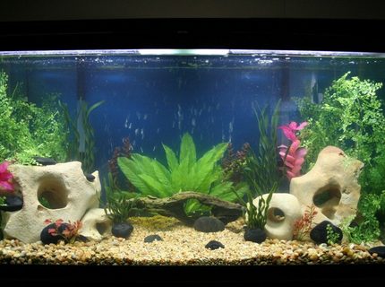 95 gallons freshwater fish tank (mostly fish and non-living decorations) - work in progress 95 gallons freshwater fish tank (mostly fish and non-living decorations) - work in progress