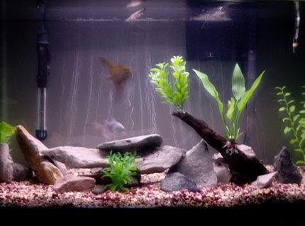 45 gallons freshwater fish tank (mostly fish and non-living decorations) - 45 Gallon Tank - Flat River Rock/ Slabs - Artificial Plants - Asiatic Knifefish, African Rope Fish, Needle Nose Gar, Blue Gourami, Angelfish, Catfish, Kribensis Cichlids 45 gallons freshwater fish tank (mostly fish and non-living decorations) - 45 Gallon Tank - Flat River Rock/ Slabs - Artificial Plants - Asiatic Knifefish, African Rope Fish, Needle Nose Gar, Blue Gourami, Angelfish, Catfish, Kribensis Cichlids