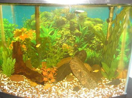 45 gallons freshwater fish tank (mostly fish and non-living decorations) - My fish tank 45 gallons freshwater fish tank (mostly fish and non-living decorations) - My fish tank