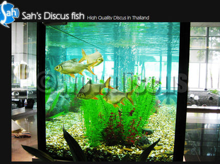 50 gallons freshwater fish tank (mostly fish and non-living decorations) - So much I like this tank, was invest more than 1 million baht! wowaquarium 50 gallons freshwater fish tank (mostly fish and non-living decorations) - So much I like this tank, was invest more than 1 million baht! wowaquarium