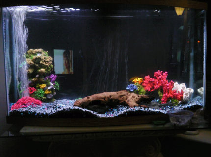 50 gallons freshwater fish tank (mostly fish and non-living decorations) - 50 gal bow front tank with two jack dempsey and an pleco 50 gallons freshwater fish tank (mostly fish and non-living decorations) - 50 gal bow front tank with two jack dempsey and an pleco