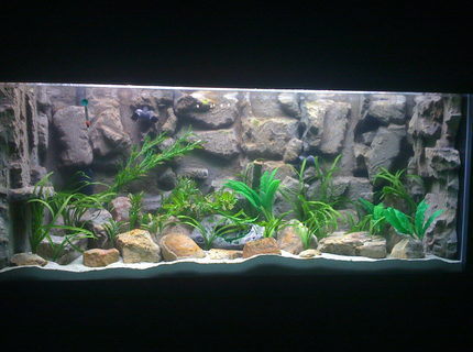 240 gallons freshwater fish tank (mostly fish and non-living decorations) - 240 gal (72"l x 24"w x 31"h)
2 Fuval FX5
500 watt finnex titanium heater
3M color quartz for substrate
natural rocks
DIY Background
silk plants 240 gallons freshwater fish tank (mostly fish and non-living decorations) - 240 gal (72"l x 24"w x 31"h)
2 Fuval FX5
500 watt finnex titanium heater
3M color quartz for substrate
natural rocks
DIY Background
silk plants
