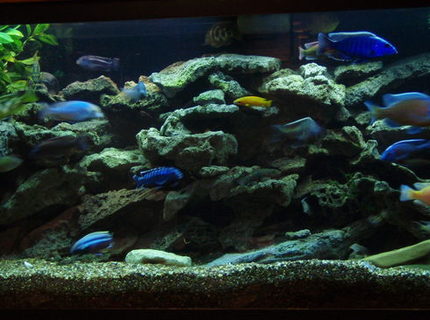 Rated #60: 75 Gallons Freshwater Fish Tank - 75 GAL. BUILT INTO WALL WITH ACCESS IN WALK IN CLOSET AREA. TWO OVER HEAD CAN LIGHTS FOR MAINTENANCE, OVER TOP STRIP LIGHT- MOONLIGHT, 55 GAL SUMP FILTER W. UV STERILIZER AND HEATER BELOW 75 GAL. UTAH LACE ROCK ON SMALL CRUSHED GRAVEL, FEW PEICES OF CRUSHED CORAL, MY LOCAL TAP IS HARD AND GOOD CICHLID PH. THE ENTIRE SETUP WAS CUSTOM BUILT AND INSTALLED BY MYSELF AND HOBBYIST FRIEND/PROFESSIONAL.
ALSO HAVE OLD MAGNUM 350 CANISTER FILTER THAT I USE THE MICRON INSERT AND RUN EVERY SO OFTEN, 20% WATER CHANGE EVERY WEEK.
SWITCHED TO 50/50 REEF SUN BULBS AND WISH I DID LONG AGO. AWESOME COLOR DETAIL.
added a 5.5 gallon refugium/plant tank to the 55 gal sump Rated #60: 75 Gallons Freshwater Fish Tank - 75 GAL. BUILT INTO WALL WITH ACCESS IN WALK IN CLOSET AREA. TWO OVER HEAD CAN LIGHTS FOR MAINTENANCE, OVER TOP STRIP LIGHT- MOONLIGHT, 55 GAL SUMP FILTER W. UV STERILIZER AND HEATER BELOW 75 GAL. UTAH LACE ROCK ON SMALL CRUSHED GRAVEL, FEW PEICES OF CRUSHED CORAL, MY LOCAL TAP IS HARD AND GOOD CICHLID PH. THE ENTIRE SETUP WAS CUSTOM BUILT AND INSTALLED BY MYSELF AND HOBBYIST FRIEND/PROFESSIONAL.
ALSO HAVE OLD MAGNUM 350 CANISTER FILTER THAT I USE THE MICRON INSERT AND RUN EVERY SO OFTEN, 20% WATER CHANGE EVERY WEEK.
SWITCHED TO 50/50 REEF SUN BULBS AND WISH I DID LONG AGO. AWESOME COLOR DETAIL.
added a 5.5 gallon refugium/plant tank to the 55 gal sump