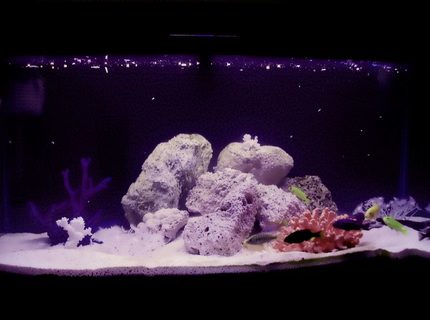 50 gallons freshwater fish tank (mostly fish and non-living decorations) - A first attempt at Malawi cichlids with a dozen fish added today.The tank is an Aquaone 980 with a 950lph powerhead,300w heater.Lighting is a 10k natural bulb,an 8k UV bulb and a 15k blue attinic bulb adding a very attractive moonlit setting.The substrate is bottomed with coral sand,a layer of natural sand and topped with more coral sand.Tuffa rock placed to create nice wee hideouts and a few pieces of artificial coral and a couple of used white coral.An instant fan of these beautiful fish and love their marine like colouration. 50 gallons freshwater fish tank (mostly fish and non-living decorations) - A first attempt at Malawi cichlids with a dozen fish added today.The tank is an Aquaone 980 with a 950lph powerhead,300w heater.Lighting is a 10k natural bulb,an 8k UV bulb and a 15k blue attinic bulb adding a very attractive moonlit setting.The substrate is bottomed with coral sand,a layer of natural sand and topped with more coral sand.Tuffa rock placed to create nice wee hideouts and a few pieces of artificial coral and a couple of used white coral.An instant fan of these beautiful fish and love their marine like colouration.