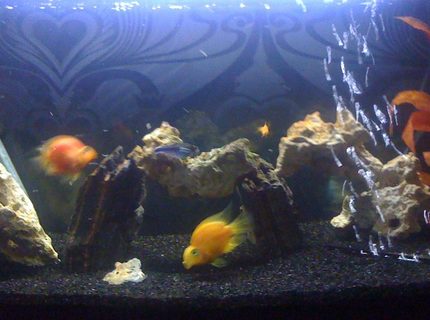400 gallons freshwater fish tank (mostly fish and non-living decorations) - parrot fish tank 400 gallons freshwater fish tank (mostly fish and non-living decorations) - parrot fish tank