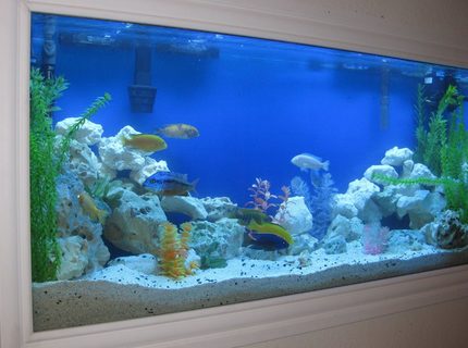 Rated #40: 55 Gallons Freshwater Fish Tank - Side Angle For New Setup 3.09.10 Rated #40: 55 Gallons Freshwater Fish Tank - Side Angle For New Setup 3.09.10