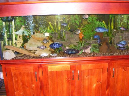 170 gallons freshwater fish tank (mostly fish and non-living decorations) - My cichlid tank. 6x2x2. 170 gallons freshwater fish tank (mostly fish and non-living decorations) - My cichlid tank. 6x2x2.