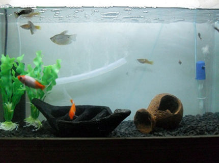 18 gallons freshwater fish tank (mostly fish and non-living decorations) - 2 paerl gourami,8 guppy,1 moly,2 swordtail,2 comet 18 gallons freshwater fish tank (mostly fish and non-living decorations) - 2 paerl gourami,8 guppy,1 moly,2 swordtail,2 comet