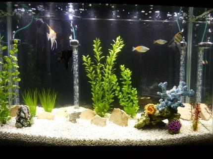 45 gallons freshwater fish tank (mostly fish and non-living decorations) - 45 Gallon Community Tank:
3 Angelfish
2 Boesemani Rainbows
1 Firemouth Cichlid
5 Rummy nose tetras
1 Sailfin Pleco 45 gallons freshwater fish tank (mostly fish and non-living decorations) - 45 Gallon Community Tank:
3 Angelfish
2 Boesemani Rainbows
1 Firemouth Cichlid
5 Rummy nose tetras
1 Sailfin Pleco