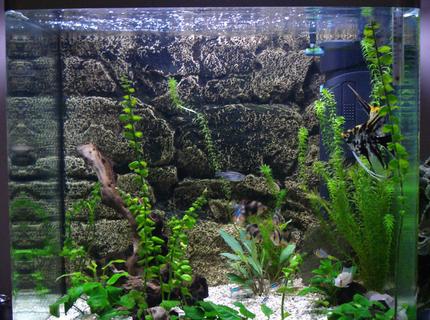 45 gallons freshwater fish tank (mostly fish and non-living decorations) - This is a tall tank perfect for Angels. More pics. 45 gallons freshwater fish tank (mostly fish and non-living decorations) - This is a tall tank perfect for Angels. More pics.