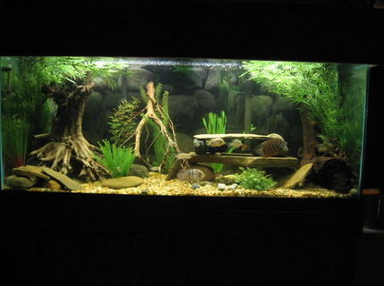 Rated #10: 75 Gallons Freshwater Fish Tank - 75 Gallon American Cichlid Tank
2 Blue Acara
1 Green Sev
9 Firemouth Meekis (growing out)
8 Tiger Barbs
2 BN plecos
3 julli (trilineatus) cories Rated #10: 75 Gallons Freshwater Fish Tank - 75 Gallon American Cichlid Tank
2 Blue Acara
1 Green Sev
9 Firemouth Meekis (growing out)
8 Tiger Barbs
2 BN plecos
3 julli (trilineatus) cories
