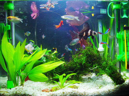 540 gallons freshwater fish tank (mostly fish and non-living decorations) - my aquarium 540 gallons freshwater fish tank (mostly fish and non-living decorations) - my aquarium