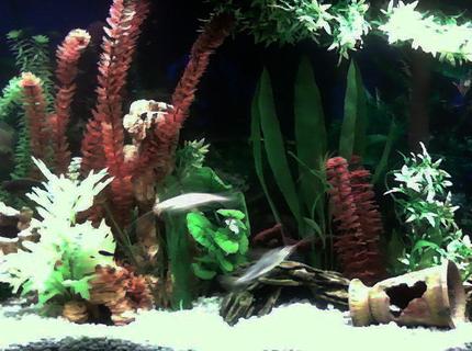 50 gallons freshwater fish tank (mostly fish and non-living decorations) - My 50 Gallon Fresh Water Assorted Cichlid Tank. Always a work in progess 50 gallons freshwater fish tank (mostly fish and non-living decorations) - My 50 Gallon Fresh Water Assorted Cichlid Tank. Always a work in progess