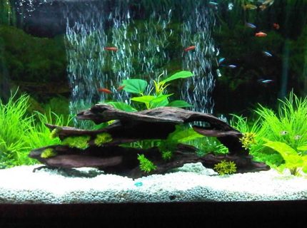 45 gallons freshwater fish tank (mostly fish and non-living decorations) - my first upload :D 45 gallons freshwater fish tank (mostly fish and non-living decorations) - my first upload :D
