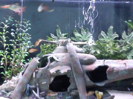 52 gallons freshwater fish tank (mostly fish and non-living decorations) - i have changed decor 52 gallons freshwater fish tank (mostly fish and non-living decorations) - i have changed decor