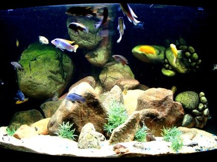 92 gallons freshwater fish tank (mostly fish and non-living decorations) - 92g Corner of Lake Malawi 92 gallons freshwater fish tank (mostly fish and non-living decorations) - 92g Corner of Lake Malawi
