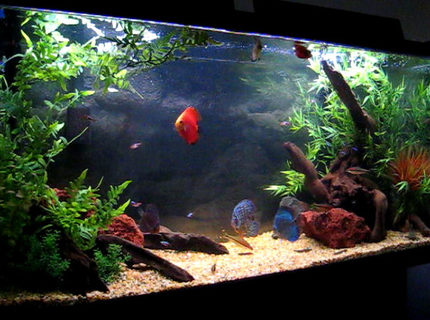 Rated #8: 80 Gallons Freshwater Fish Tank - 6 Discus (2 Red Fujis, Bulldog, Blue Tourque, Yellow Pigeon and 1 Red Leopard)
8 Cardinal Tetras
3 Torpedo barbs
2 Cory cats
15 Khuli loaches
1 L114 Pleco Rated #8: 80 Gallons Freshwater Fish Tank - 6 Discus (2 Red Fujis, Bulldog, Blue Tourque, Yellow Pigeon and 1 Red Leopard)
8 Cardinal Tetras
3 Torpedo barbs
2 Cory cats
15 Khuli loaches
1 L114 Pleco
